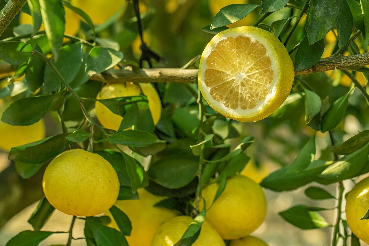 シトラス×ウッディ系の香水10選