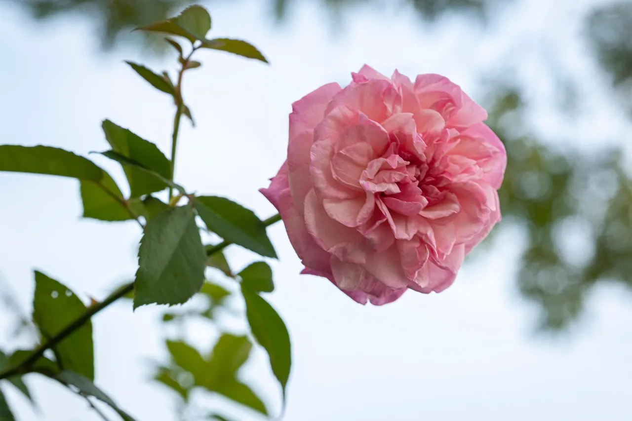 ローズの香りの香水10選｜似てる香水も合わせて紹介