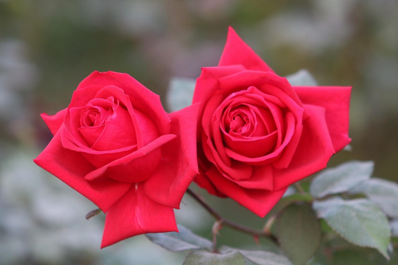 ジョルジオ アルマーニ「シィ パシオーネ」に似てる香水5選