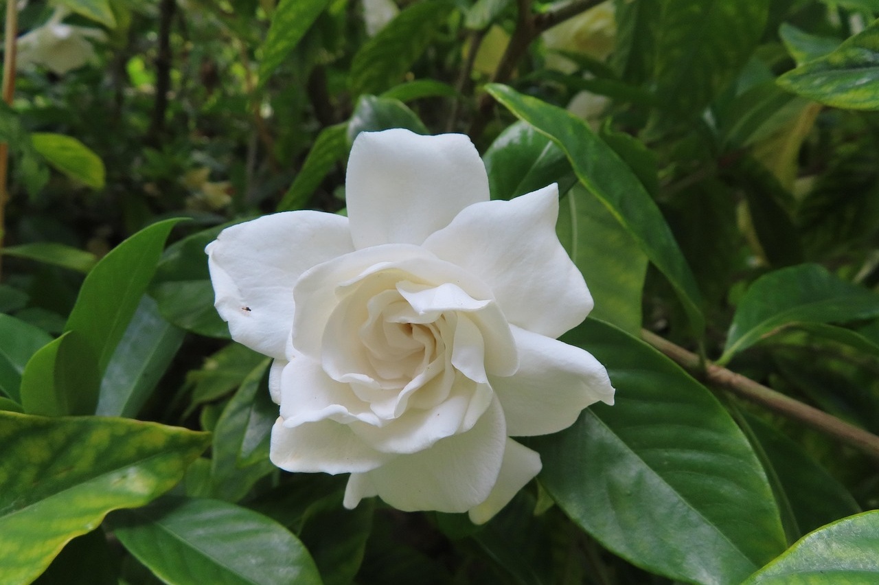 グッチ「フローラ ゴージャス ガーデニア オードパルファム」に似てる香水5選