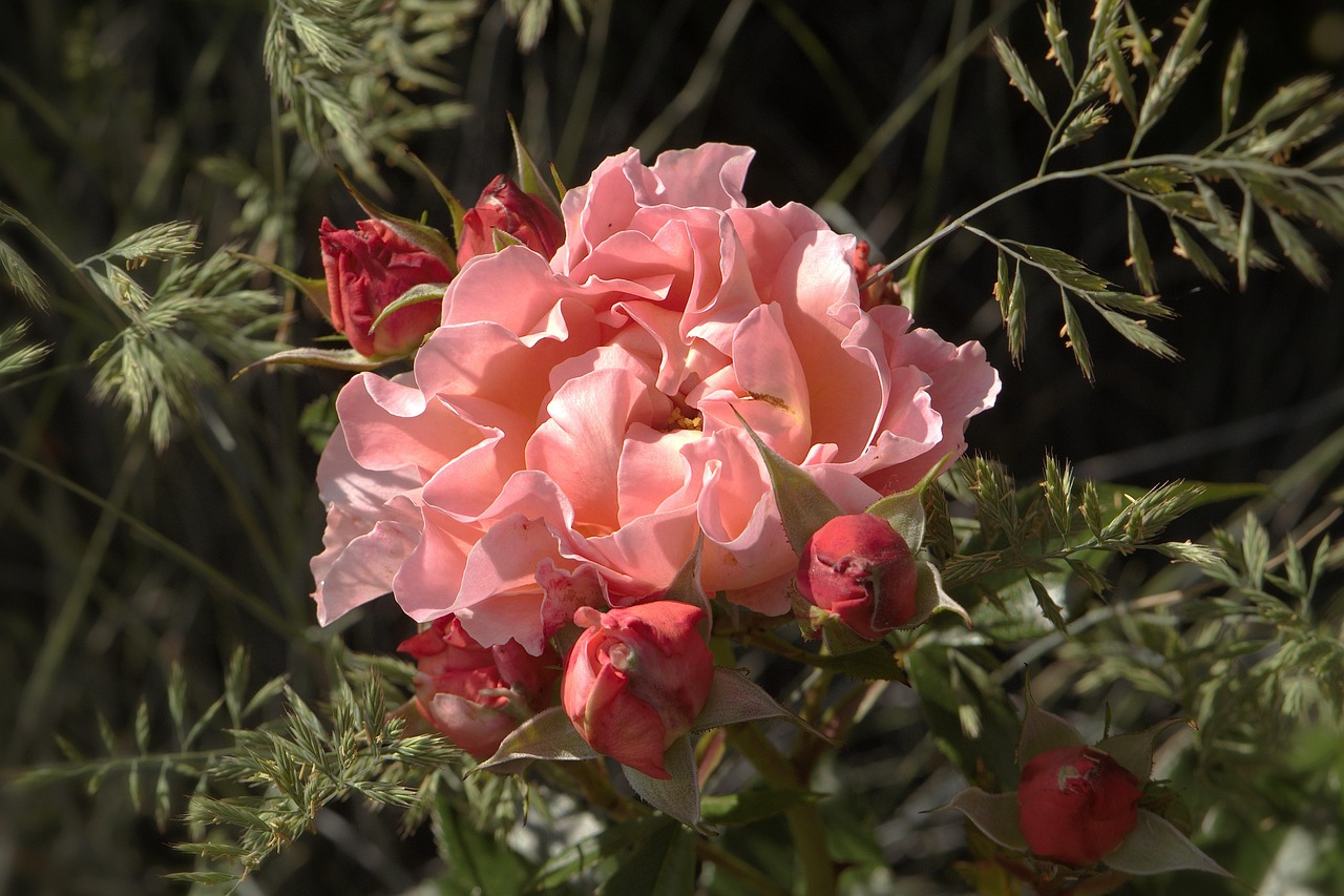 メゾン フランシス クルジャン「ア ラ ローズ」に似てる香水5選