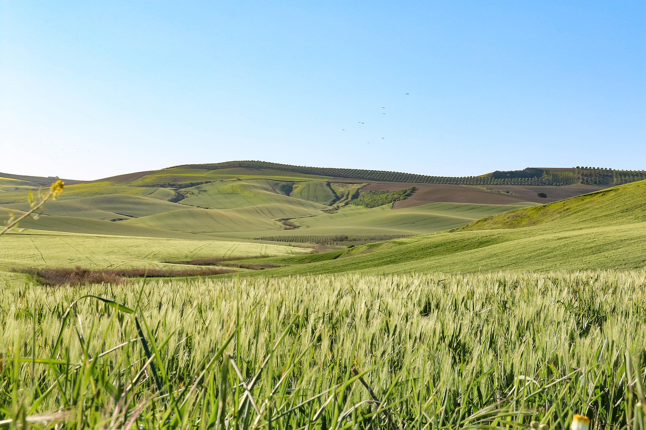 ロエベ「アイレ スティレサ オードゥ トワレ」に似てる香水5選